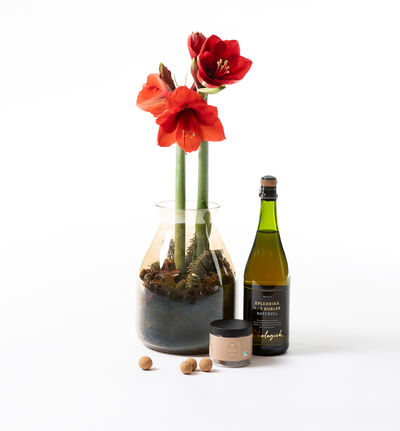 Rød amaryllis i glassvase med bobler og sjokolade Rød amaryllis i glassvase med bobler og sjokolade